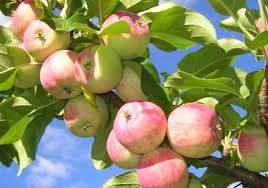 Роскачество предлагает ограничить пестициды в яблоках