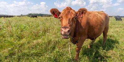 Умерла первая корова-клон из Японии