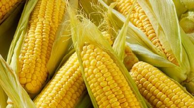 В Россию пытались ввезти 450 тонн зараженной кукурузы