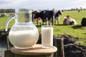 Для производства молока больше не нужны животные?