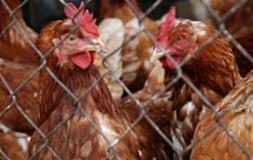 Запрет на поставки мяса птицы из Европы в Россию