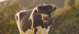 Для увеличения удоев коровам надели VR-очки