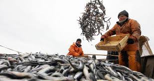 Изменения в законах о рыболовстве: новые правила регистрации рыбопромысловых предприятий