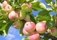 Роскачество предлагает ограничить пестициды в яблоках