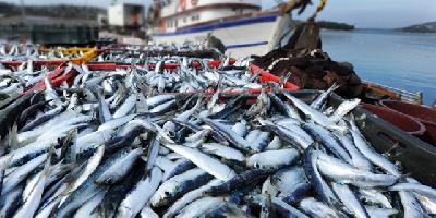 Российскую рыбу не пускают в Китай