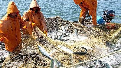 Почему российским рыбакам не выгодно продавать рыбу внутри страны?